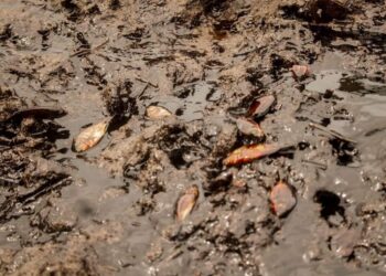 PHOTOS: See Devastating Effects Of Oil Spillage In Eleme/Ogu Community of Rivers State