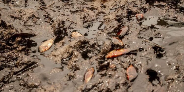 PHOTOS: See Devastating Effects Of Oil Spillage In Eleme/Ogu Community of Rivers State