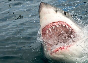 Teenager Dies After Being Attacked By Shark In South Australia