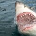 Teenager Dies After Being Attacked By Shark In South Australia