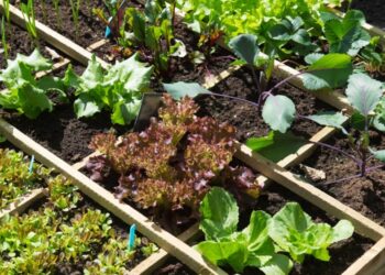 ‘I Grow Crops In Our Compound To Reduce Cost Of Living’