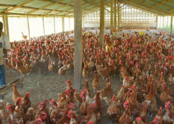 30% of Nigerian Poultry Farms Shut Down Amid Rising Operational Costs