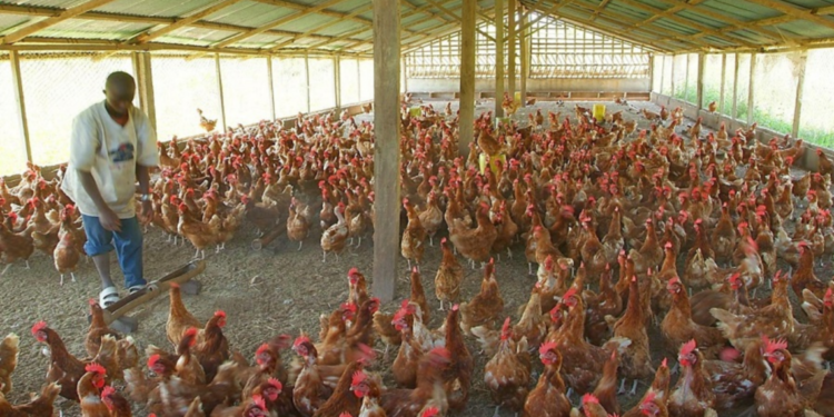 30% of Nigerian Poultry Farms Shut Down Amid Rising Operational Costs