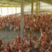 30% of Nigerian Poultry Farms Shut Down Amid Rising Operational Costs