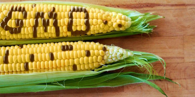 Understanding Tela Maize; Benefits, Future prospects