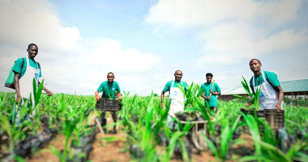 NDDC, LIFE-ND boost agriculture in Niger Delta as joint team inspects incubation centres.
