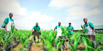 NDDC, LIFE-ND boost agriculture in Niger Delta as joint team inspects incubation centres.