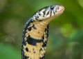 Snakebite cases drop for third year in Kaduna