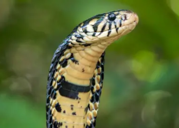 Snakebite cases drop for third year in Kaduna