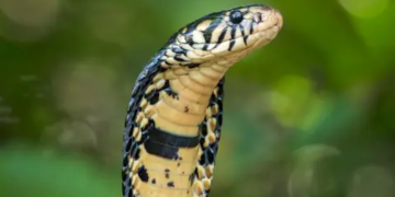 Snakebite cases drop for third year in Kaduna
