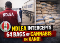 NDLEA intercepts 64 bags of cannabis in Kano as officers bust cement-laden trailer on Zaria–Kano road