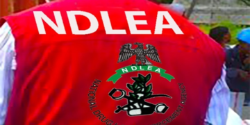 NDLEA Intercepts 125 Bags of Cannabis in Edo, Intensifies Crackdown on Drug Trafficking