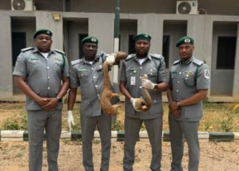Kano Wildlife Trafficking: Customs Intercepts 48 Animals, Arrests Three