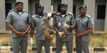 Kano Wildlife Trafficking: Customs Intercepts 48 Animals, Arrests Three