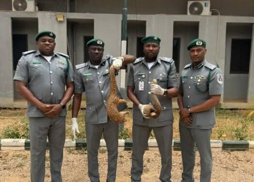 Kano Wildlife Trafficking: Customs Intercepts 48 Animals, Arrests Three
